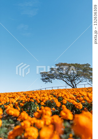 快晴の日のマリーゴールドの丘公園 132636309