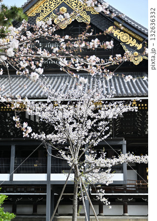 桜と東本願寺2024年　春 132636332