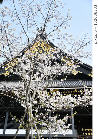 東本願寺2024年の春 132636333
