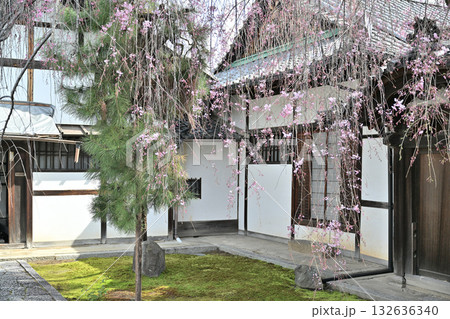 京都　善明院の春2024年 132636340