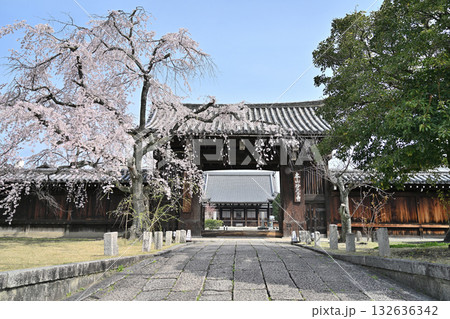 京都　妙覚寺の春2024年 132636342