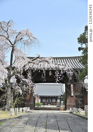 京都　妙覚寺の春2024年 132636343