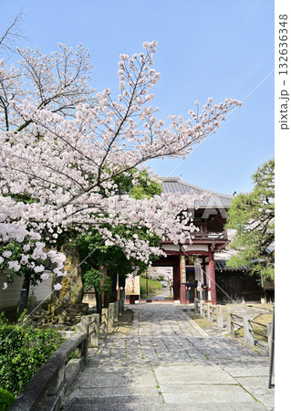 京都　本法寺の春2024 132636348