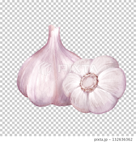 Watercolor illustration of two white garlic bulbs Watercolor illustration of two white garlic bulbs 132636362