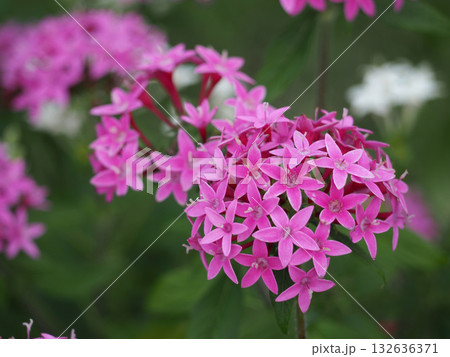 ピンクのペンタスの花 ピンクのペンタスの花 132636371