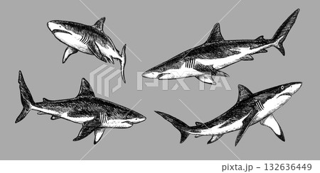 Set of white shark sketch style. Hand drawn pencil textured outline. Black vector monochrome design inspired by marine wildlife. Perfect for logo design textile tattoo drawing or engraving and more. 132636449