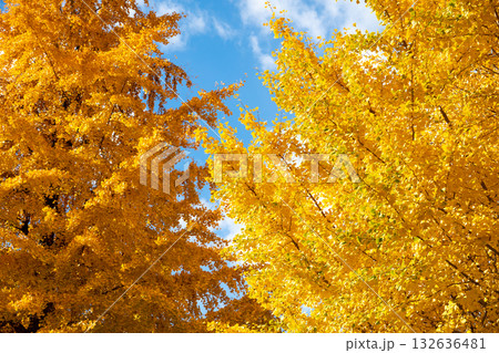 Yellow color of Ginkgo tree with the clear blue sky background 132636481