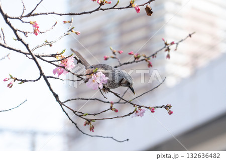 Bird is perched on branch of pink color sakura (Cherry) during blossom period Bird is perched on branch of pink color sakura (Cherry) during blossom period 132636482