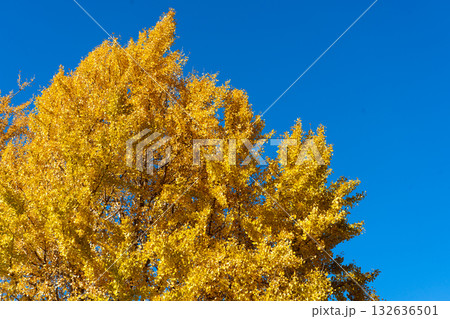 Yellow color of Ginkgo tree with the clear blue sky background Yellow color of Ginkgo tree with the clear blue sky background 132636501