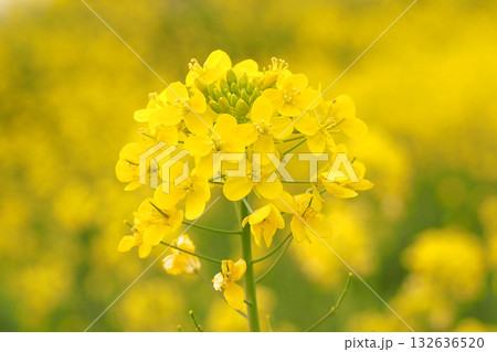 菜の花畑に咲く菜の花 菜の花畑に咲く菜の花 132636520