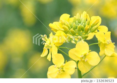 菜の花のある風景 菜の花のある風景 132636523