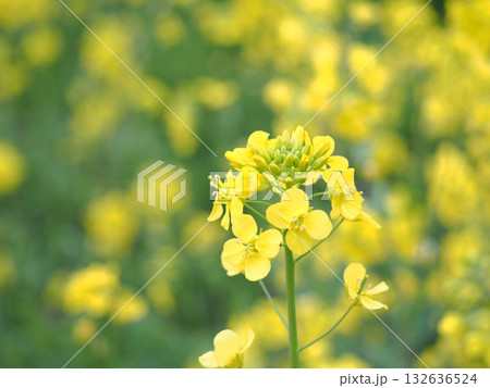 春の光を浴びる菜の花 春の光を浴びる菜の花 132636524