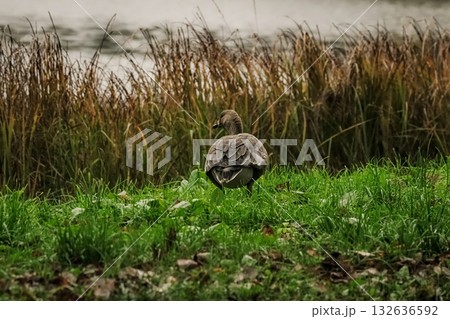 A young White-fronted Goose (Anser albifrons). A young White-fronted Goose (Anser albifrons). 132636592
