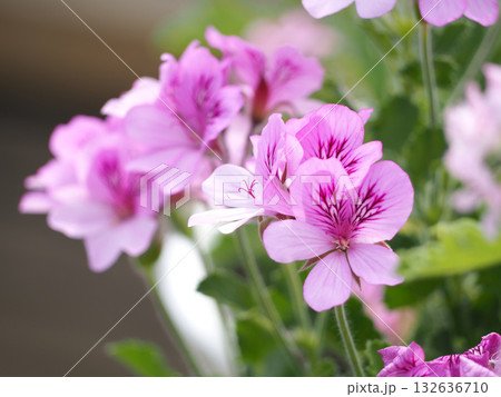 ピンク色のゼラニウムの花 132636710