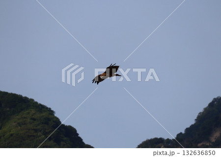 トンビ トンビ 132636850