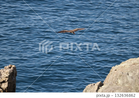 トンビ トンビ 132636862