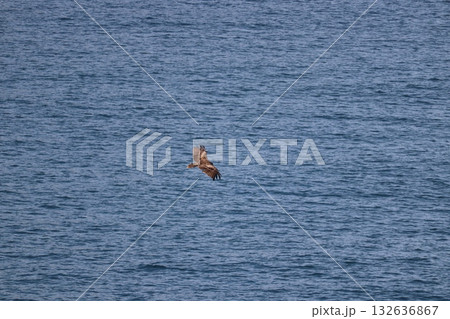 トンビ トンビ 132636867