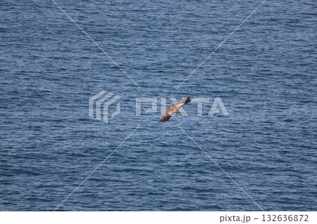 トンビ トンビ 132636872