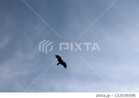 トンビ トンビ 132636896