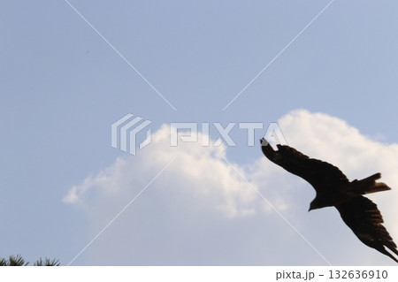 トンビ トンビ 132636910