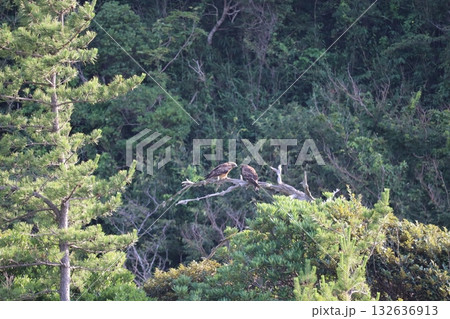 トンビ トンビ 132636913