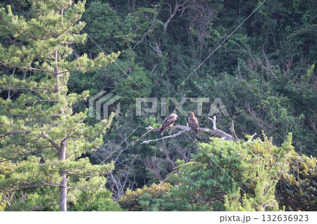 トンビ トンビ 132636923