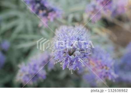 Close-up macro shot of vibrant lavender-purple flower spikes with thin white filaments (possibly Vitex agnus-castus or Speedwell). Soft bokeh background highlights texture and natural beauty Close-up macro shot of vibrant lavender-purple flower spikes with thin white filaments (possibly Vitex agnus-castus or Speedwell). Soft bokeh background highlights texture and natural beauty 132636982