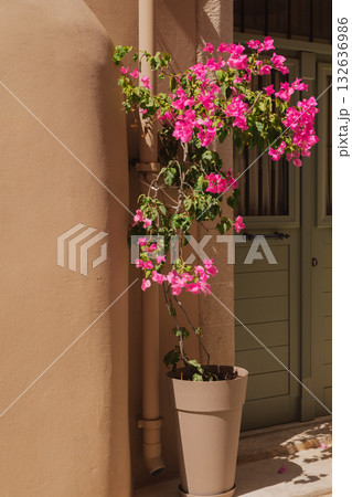 Vibrant magenta Bougainvillea flower in a plastic pot next to a rustic wooden door and white stone wall. A quintessential Mediterranean summer garden and architectural scene Vibrant magenta Bougainvillea flower in a plastic pot next to a rustic wooden door and white stone wall. A quintessential Mediterranean summer garden and architectural scene 132636986