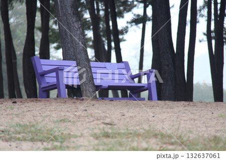 wooden bench in the park wooden bench in the park 132637061