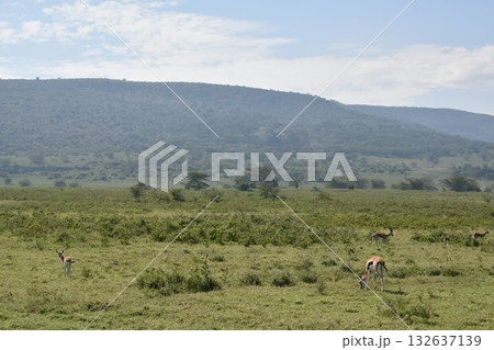 ケニアのサファリ「ナクル湖国立公園」で見られるガゼル 132637139