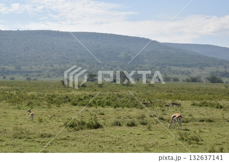 ケニアのサファリ「ナクル湖国立公園」で見られるガゼル ケニアのサファリ「ナクル湖国立公園」で見られるガゼル 132637141