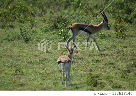 ケニアのサファリ「ナクル湖国立公園」で見られるガゼル 132637146