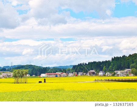 豊穣の田園 132637165