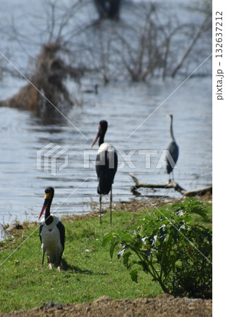 ケニアのサファリ「ナクル湖国立公園」で見られるナクル湖と野鳥 ケニアのサファリ「ナクル湖国立公園」で見られるナクル湖と野鳥 132637212
