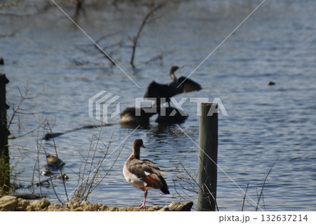 ケニアのサファリ「ナクル湖国立公園」で見られるナクル湖と野鳥 132637214