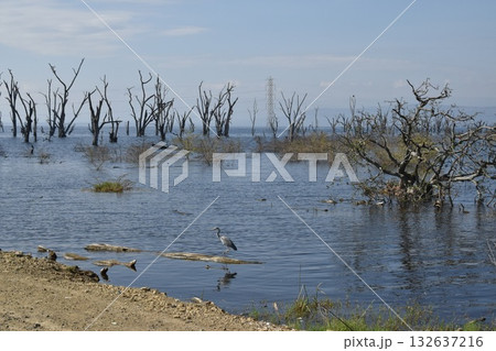 ケニアのサファリ「ナクル湖国立公園」で見られるナクル湖と野鳥 ケニアのサファリ「ナクル湖国立公園」で見られるナクル湖と野鳥 132637216