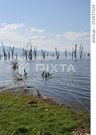 ケニアのサファリ「ナクル湖国立公園」で見られるナクル湖と野鳥 132637220