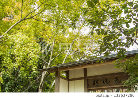 楽寿園の初秋 楽寿園の初秋 132637286