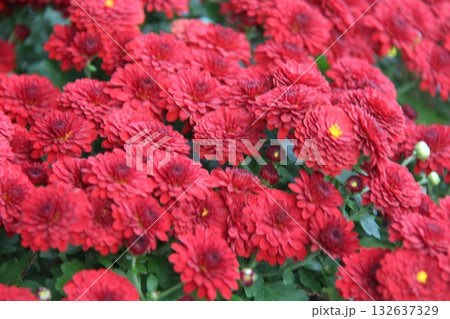 red marigold flowers in the garden 132637329