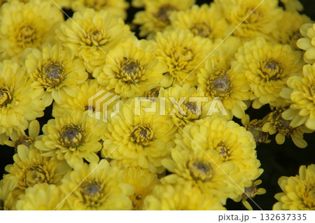 yellow marigold flower in garden yellow marigold flower in garden 132637335