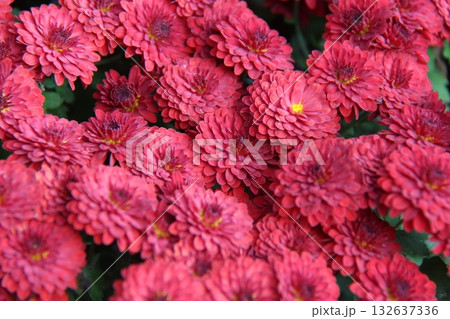 red chrysanthemum flower in the garden red chrysanthemum flower in the garden 132637336