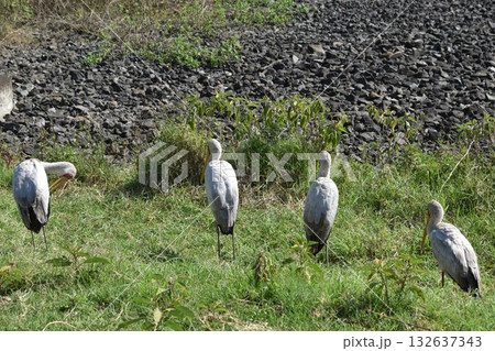 ケニアのサファリ「ナクル湖国立公園」で見られる野鳥 132637343