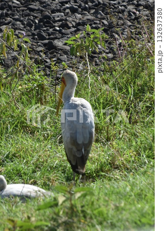 ケニアのサファリ「ナクル湖国立公園」で見られる野鳥 132637380