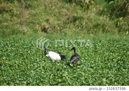 ケニアのサファリ「ナクル湖国立公園」で見られる野鳥 132637386