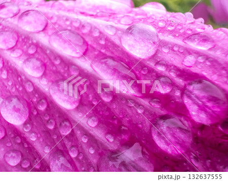 レイニー・ピンク 132637555