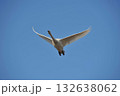 白鳥　単独　北海道　長沼町 132638062