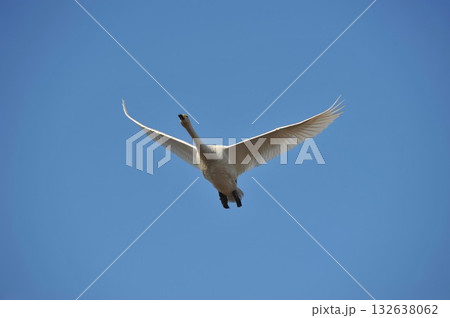 白鳥　単独　北海道　長沼町 132638062