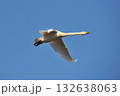 白鳥　単独　北海道　長沼町 132638063