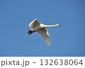 白鳥　単独　北海道　長沼町 132638064