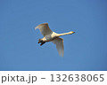 白鳥　単独　北海道　長沼町 132638065
